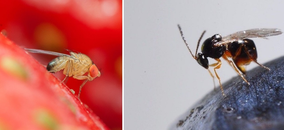 Inizia la guerra contro la Drosphila, il moscerino che danneggia i piccoli frutti